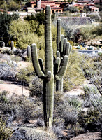 CactusSedona
