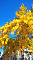 Blue & Gold Ginko Tree USNA